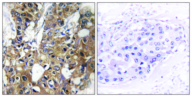 Anti-CD9 antibody produced in rabbit