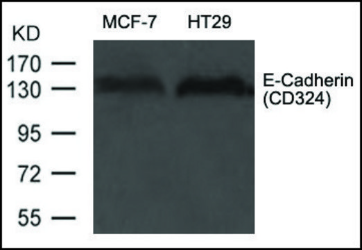 Anti-CDH1 antibody produced in rabbit