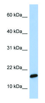 Anti-C9orf46 antibody produced in rabbit