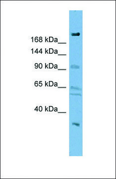 Anti-DIP2A, (N-terminal) antibody produced in