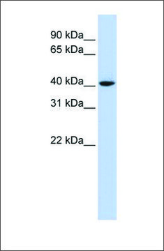 Anti-CCND1 (ab1) antibody produced in