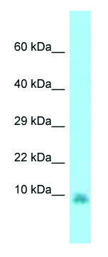 Anti-Gng13 (N-terminal) antibody produced in