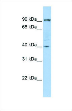 Anti-PYGB (ab1) antibody produced in