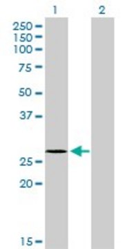 Monoclonal Anti-NDUFS3 antibody produced in