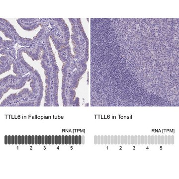 Anti-TTLL6 antibody produced in rabbit