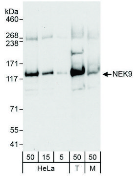 Rabbit anti-NEK9 Antibody, Affinity Purified