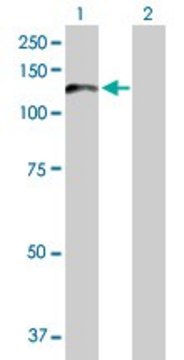 Anti-PCDHA6 antibody produced in rabbit