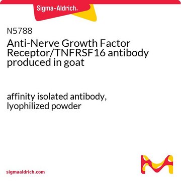 Anti-Nerve Growth Factor Receptor/TNFRSF16 antibody