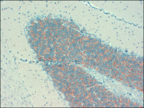 Monoclonal Anti-KCNIP1 antibody produced in
