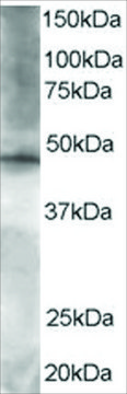 Anti-BRF2 antibody produced in goat
