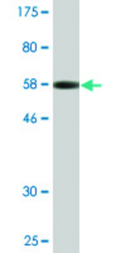 Monoclonal Anti-XPO5 antibody produced in