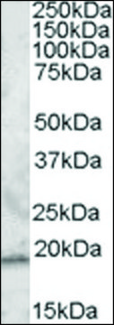 Anti-RGS13 (N-terminal) antibody produced in