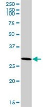 ANTI-ARMC10 antibody produced in mouse