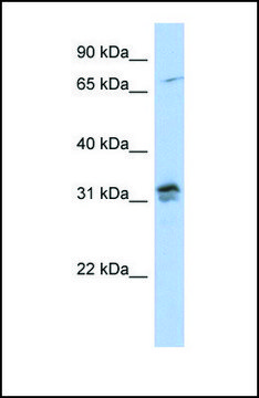 Anti-H1FOO, (N-terminal) antibody produced in