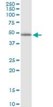 Monoclonal Anti-LHX5 antibody produced in