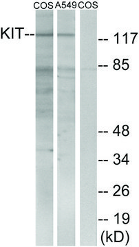 Anti-C-KIT antibody produced in rabbit
