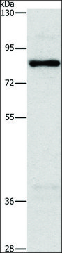 Anti-NOL9 antibody produced in rabbit