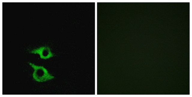 Anti-OR5AP2 antibody produced in rabbit