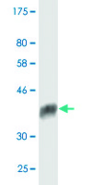 Monoclonal Anti-PPIL1 antibody produced in