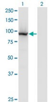 Monoclonal Anti-COG3 antibody produced in