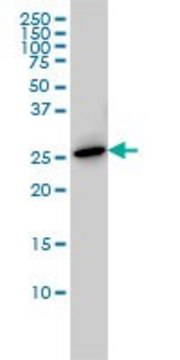 ANTI-PRL antibody produced in mouse