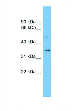 Anti-SLC25A19 antibody produced in rabbit