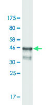 Monoclonal Anti-ARNT, (N-terminal) antibody produced