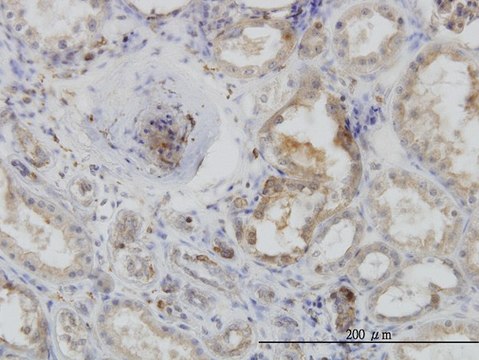 Monoclonal Anti-ACTR2 antibody produced in