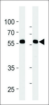 ANTI-RFTN1 (CENTER) antibody produced in