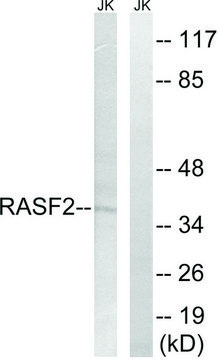 Anti-RASSF2 antibody produced in rabbit