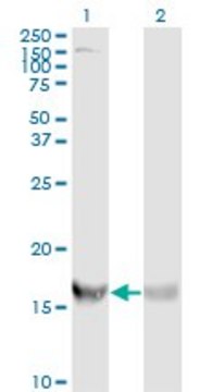 Monoclonal Anti-RPS19 antibody produced in