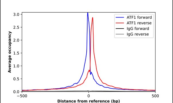 Anti-ATF1 antibody produced in rabbit