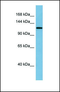 Anti-KL antibody produced in rabbit