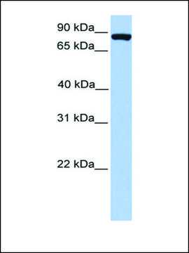 Anti-FOXM1 antibody produced in rabbit