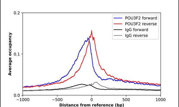 Anti-POU3F2 antibody produced in rabbit