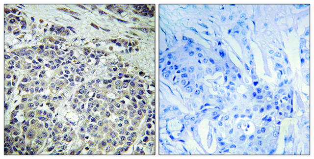 Anti-AMPK1 antibody produced in rabbit