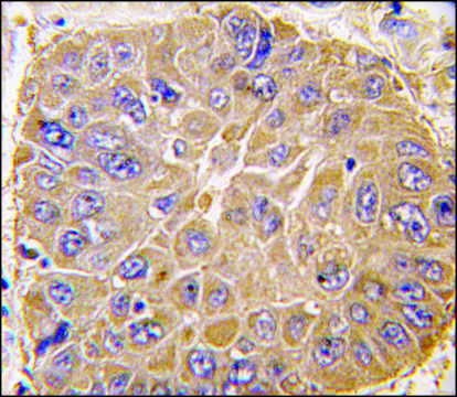 Anti-ERAS (N-term) (A28) antibody produced