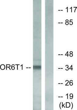 Anti-OR6T1 antibody produced in rabbit