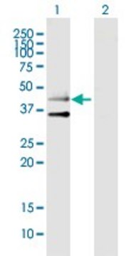 Anti-HTR3B antibody produced in mouse
