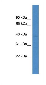 Anti-LANCL3 antibody produced in rabbit