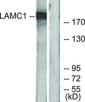 Anti-LAMC1 antibody produced in rabbit