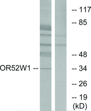 Anti-OR52W1 antibody produced in rabbit