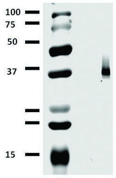 Monoclonal Anti-CD326 antibody produced in