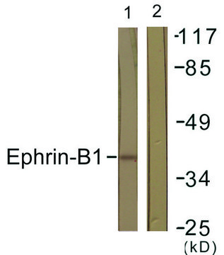 Anti-EFNB1 antibody produced in rabbit