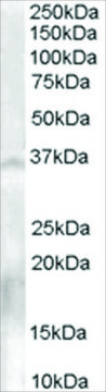 Anti-NANOS1 antibody produced in goat