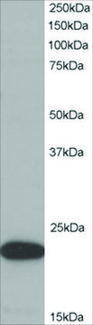 Anti-ASC/TMS1 antibody produced in goat