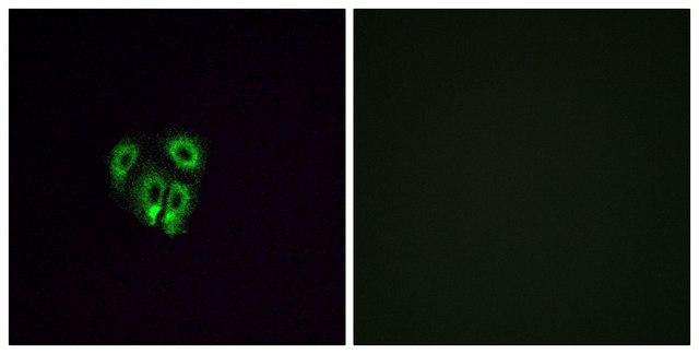 Anti-OR4F4 antibody produced in rabbit