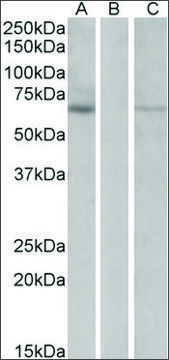 Anti-MKRN1 antibody produced in goat