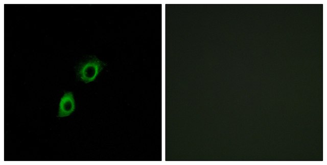 Anti-INSL4 antibody produced in rabbit