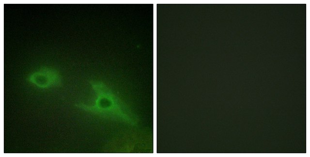Anti-EPHA1 antibody produced in rabbit